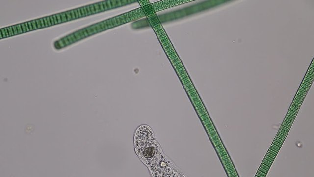 Amoebae move and feed by using pseudopods, which are bulges of cytoplasm formed by the coordinated action of actin microfilaments pushing out the plasma membrane that surrounds the cell.