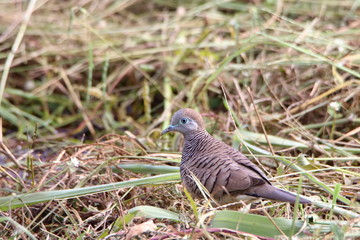 Fototapeta premium Bird on grass
