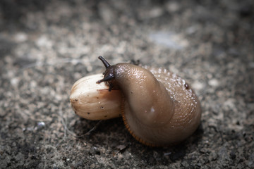 cute snail slug's passion for pistachio isolated