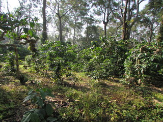 coffee plantation 