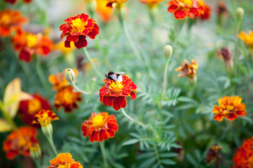 Bumblebee on flower Tagetes