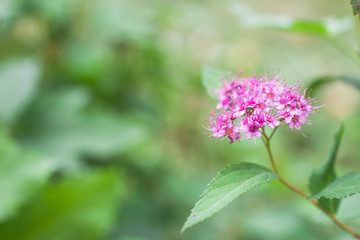 Spiraea japonica pink summer flowers on a green background