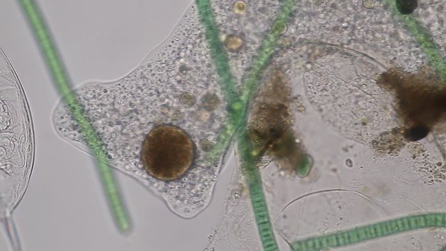 Amoebae move and feed by using pseudopods, which are bulges of cytoplasm formed by the coordinated action of actin microfilaments pushing out the plasma membrane that surrounds the cell.