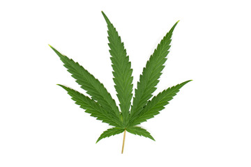 marijuana leaves  isolated on white background.Cannabis leaf