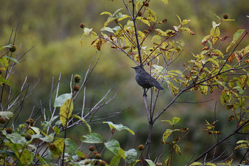 Mockingbird