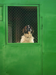 large Saint Bernard dog stands on its hind legs indoors and looks out through the net. Dog in captivity. Overexposure of animals. Help stray animals. Temporary shelter of a lost dog.