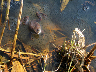 Reproduction of frogs in vivo.