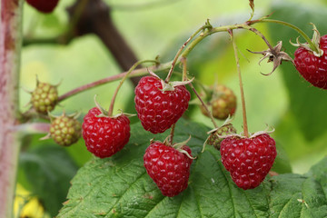 Obraz na płótnie Canvas Perfectly raspberries in forest on plant. Forest delicacy for everyday exertion. Natural berries for snack. Rubus idaeus on stem. It contains many useful vitamins