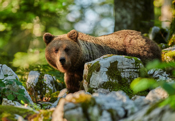 Wild brown bear (Ursus arctos) close up