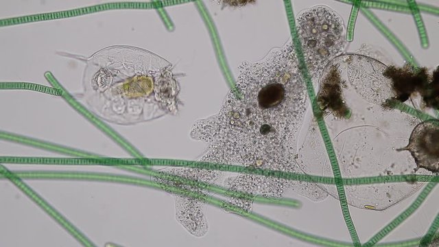 Amoebae move and feed by using pseudopods, which are bulges of cytoplasm formed by the coordinated action of actin microfilaments pushing out the plasma membrane that surrounds the cell.