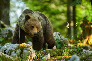 Wild brown bear (Ursus arctos) close up