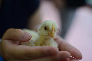 かわいいひよこ
