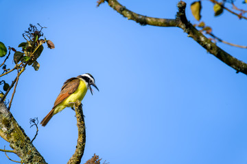 Great Kiskadee