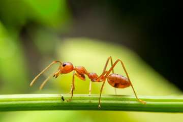 Red ants are looking for food on green branches. Work ants are walking on the branches to protect the nest in the forest.