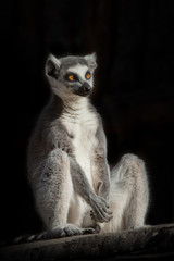 ring-tailed lemur in the dark (black background) sits as if engaged in spiritual prakiki