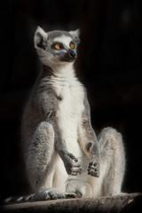 ring-tailed lemur in the dark (black background) sits as if engaged in spiritual prakiki