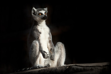 ring-tailed lemur in the dark (black background) sits as if engaged in spiritual prakiki © Mikhail Semenov