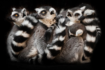 many  animals (, ring-tailed lemur) sleep in a group, eyes from a ball of hairy bodies, a symbol of sleep and nightmares glow from the darkness.