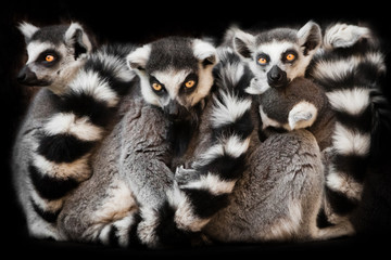 many  animals (, ring-tailed lemur) sleep in a group, eyes from a ball of hairy bodies, a symbol of sleep and nightmares glow from the darkness.