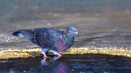Pigeons close-up on a combined background
