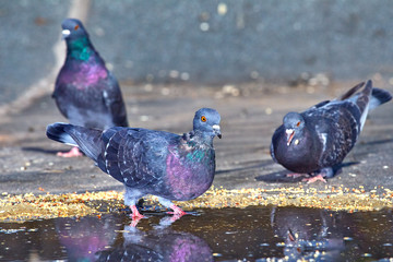 Pigeons close-up on a combined background