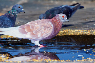 Pigeons close-up on a combined background