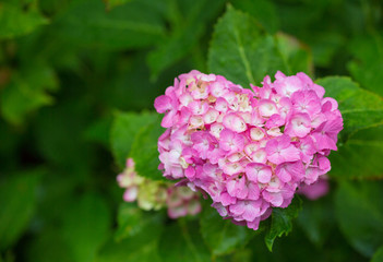 ハート形の紫陽花