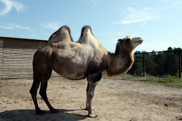 Bactrian camel at the Ostrich Ranch contact zoo in Barnaul