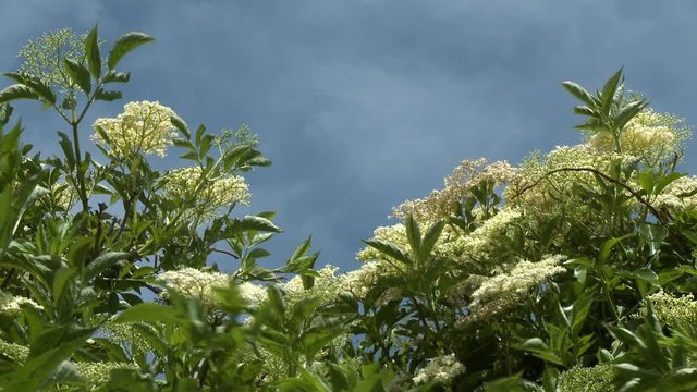 Steady, low angle, medium close up shot of a cassinia bush.