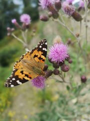 butterfly on flower