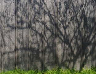 壁に映る木の陰