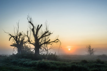 Stare drzewa z Doliny Narwi, Podlasie, Polska
