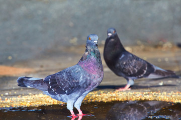 Pigeons close-up on a combined background