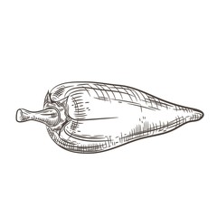 Pepper pod. Paprika. Sketching graphics. Vintage drawing.