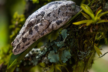 THE BLACK AND WHITE FROG