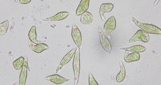 Euglena is a genus of single-celled flagellate Eukaryotes under microscopic view for education.