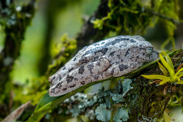 THE BLACK AND WHITE FROG