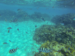 Obraz na płótnie Canvas Snorkeling in French Polynesia