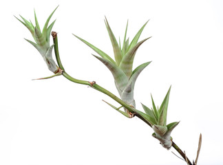 Air plant, Tillandsia ionantha are low-maintenance plants that require no soil on white.