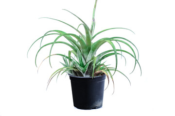 Air plant, Tillandsia ionantha are low-maintenance plants that require no soil on white.