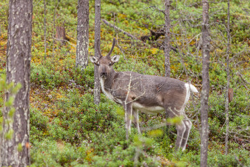 Reno (Rangifer tarandus)