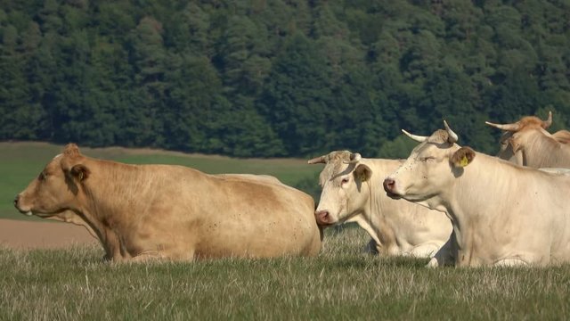 Blonde d&acute; Aquitaine, Rinderherde auf der Weide beim wiederk&auml;uen, Eschau, Spessart, Bayern, Deutschland