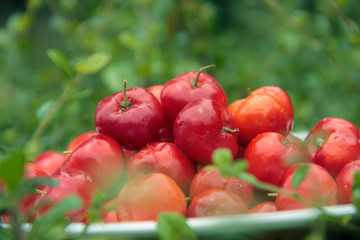 Close up red organic Acerola cherry in white bowl with green leaves background