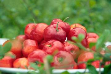 Close up red organic Acerola cherry in white bowl with green leaves background