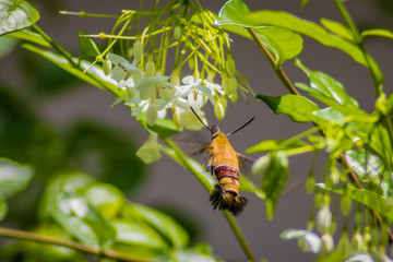 clear wing moth