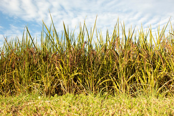 riceberry in nature field and sky