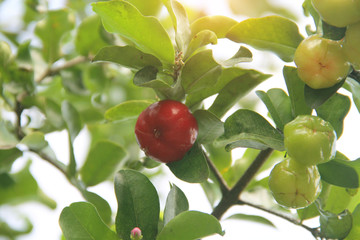 Fresh organic Acerola cherry on the tree