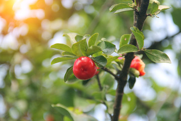 Fresh organic Acerola cherry on the tree