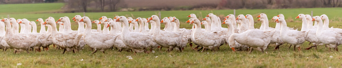 A lot of  white fattening geese on a meadow © Karoline Thalhofer