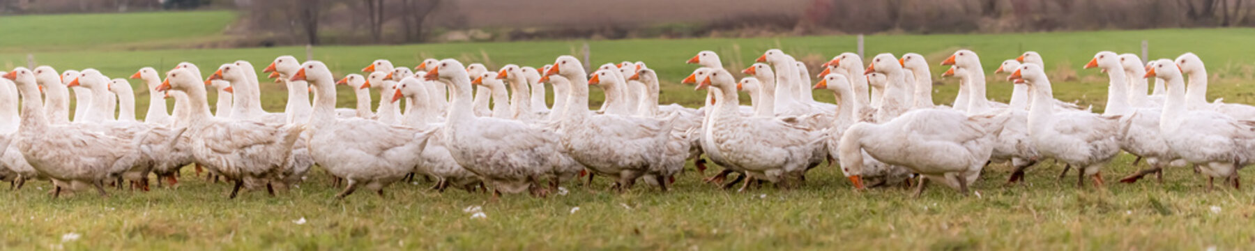 A lot of  white fattening geese on a meadow